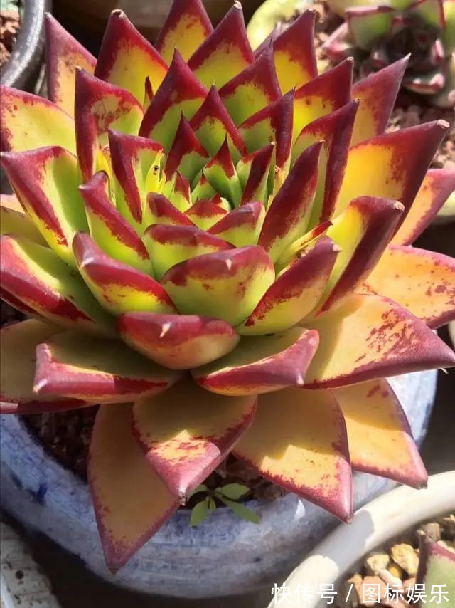 遇见,是一生!遇见多肉,是我的余生和全部!