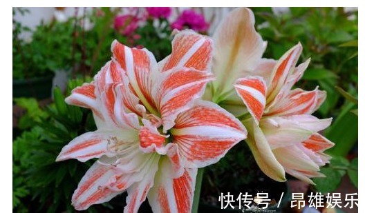 自家养的朱顶红老是不开花,照以下几个方法养,花开不断!