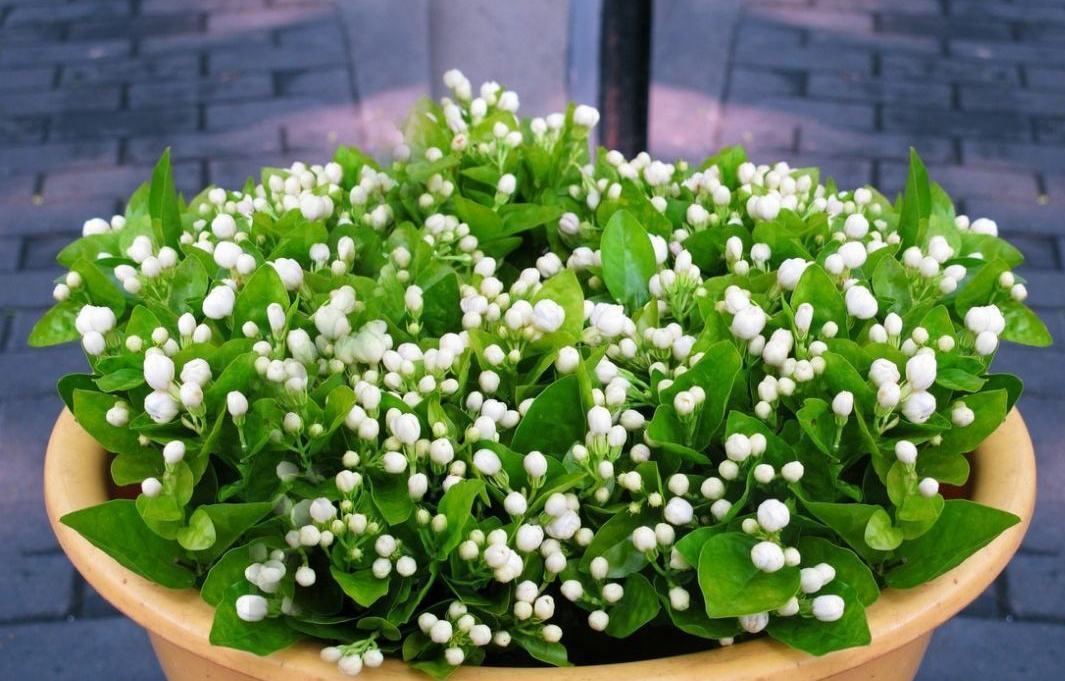 一种花,花香“飘满屋“,花开如“白雪”,阳台养一盆,清香扑鼻