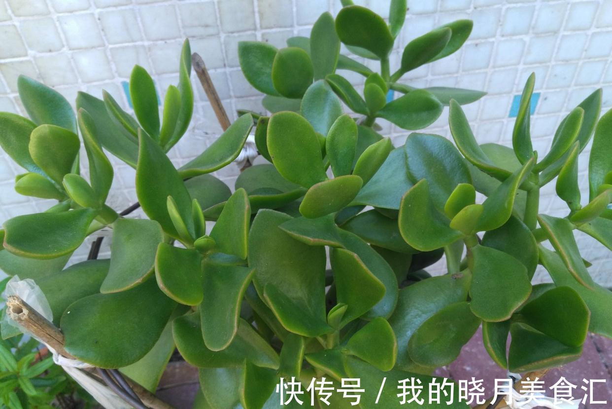 玉树|玉树长得慢?2个方面来改善,长势快、枝干壮、能开花、变老桩