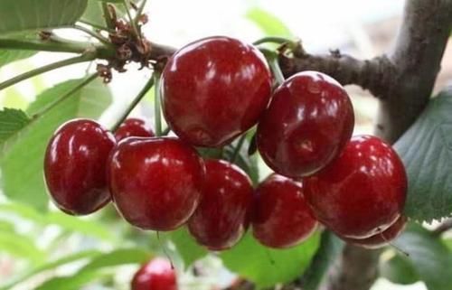 好吃|在家种“车厘子”,漂亮好吃,结果量大,果子挂满树,够全家吃