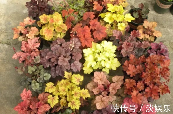 养花就养它,它是花中“迪丽热巴”,浓烈又热情,艳丽极了!