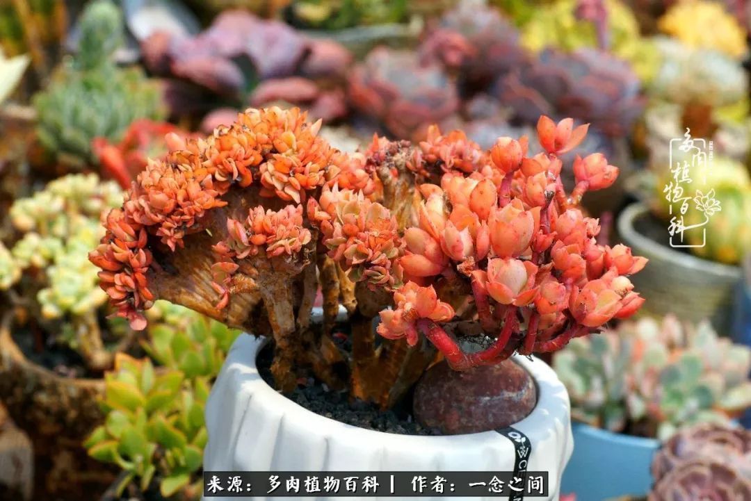 群友聊多肉没有最二只有更二,爆笑百科二群的二货二事!