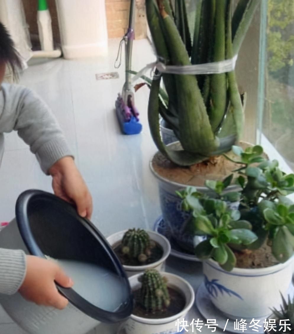 冬天|冬天浇花的“4个坏习惯”,看你有没有?难怪花卉烂根