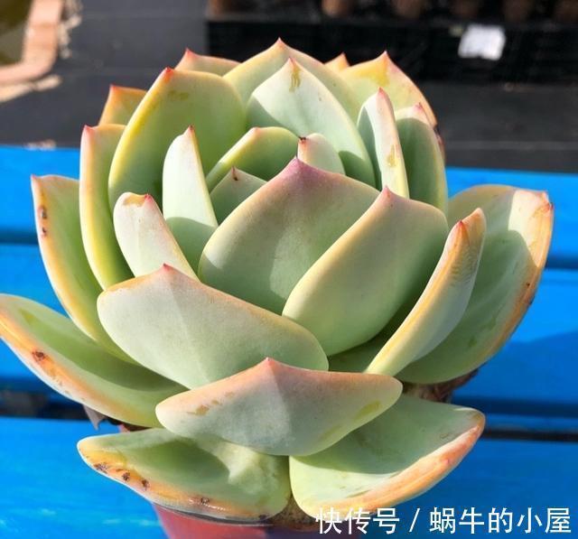 多肉中的巨无霸白凤，也能被控养成精致的老桩，颜色金黄株型漂亮