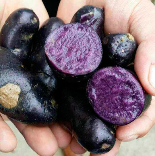 美容|会吃的人更健康，坚持常吃4种食物，活血补气，排毒美容