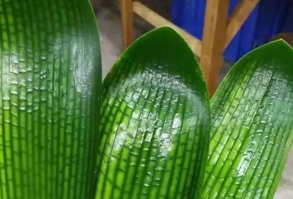 盆底|盆里扔2样东西,养花10年不烂根,叶子油光瓦亮,花苞挂满枝头