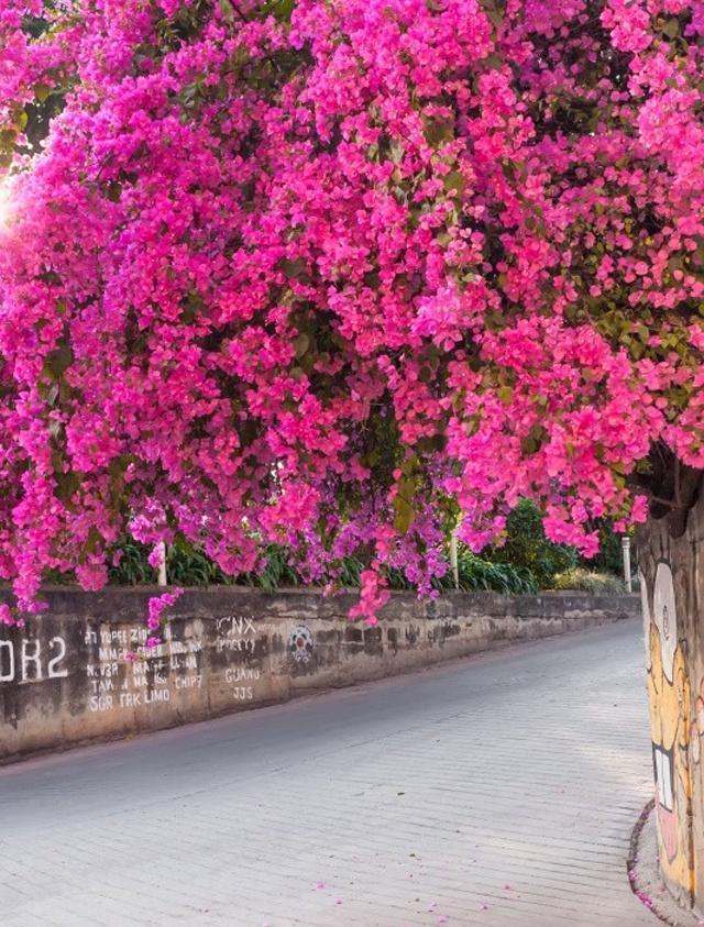 三角梅叶子“展不开”、开花少学会这几点，叶子直冒，花开满枝