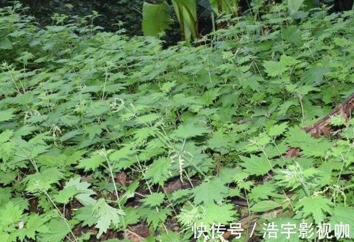 荨麻|农村有一种草叫咬人草,跟活辣子一样,但是对风湿和高血压很管用