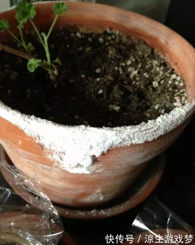 花盆里出现这东西，赶紧换土，不然一浇水就烂根