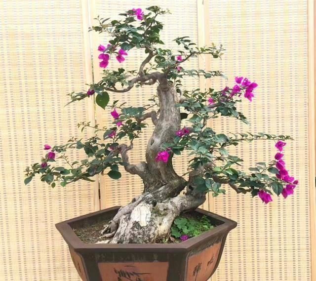 老桩|拆迁工地捡的“灰木根”,泥盆里养30天,一冒绿芽,就知捡到宝了