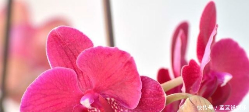 王安石第二次拜相,他的老对手苏轼不满,于是写下一首讽刺的诗!