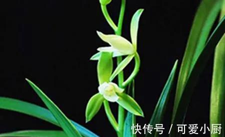 建兰要想多发芽，增加养分很重要，怎样给建兰增加营养