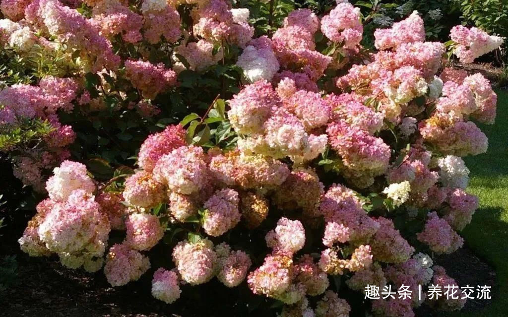 耐寒|13种耐寒的盆栽花卉，零下20多度可存活，大部分南方也能种