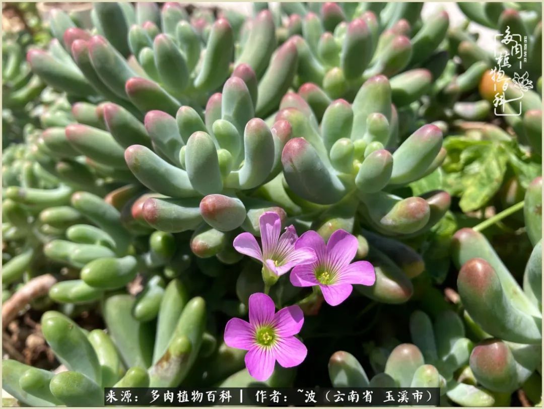 多肉|遇见即美,花事未荼蘼!种一桌子多肉,看花开花落!