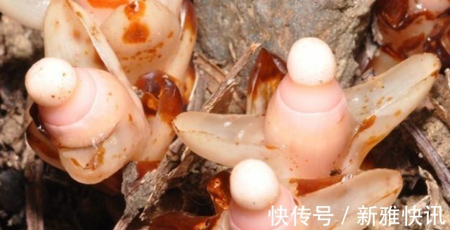 草本|若遇此种珍贵植物,请别移植,能见到已是运气