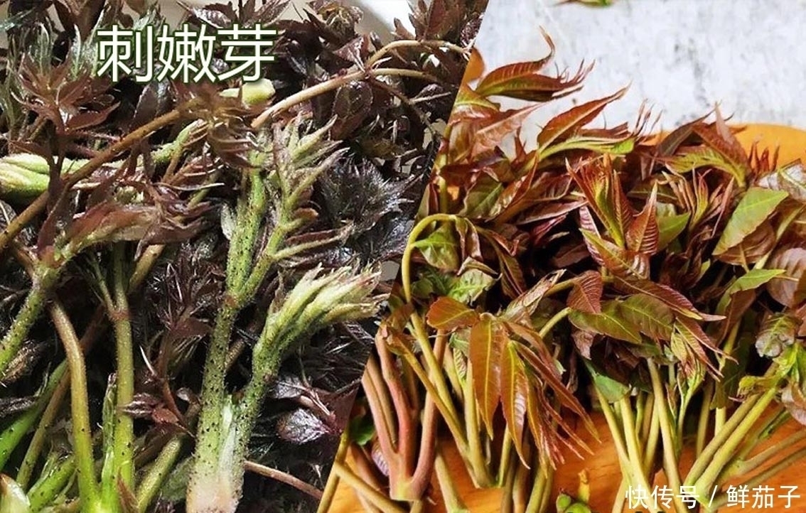 它叫阳虎刺，长得像香椿，但比香椿好吃，现在正美味，遇见别错过