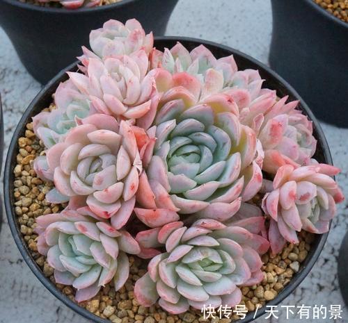 修剪|刚带回家的多肉,做好3件事,越长越肥美,轻松长满盆!