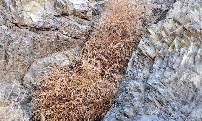 失眠|农村野草全身是“毛”，假如你见到，可别轻视或除掉，价值很高