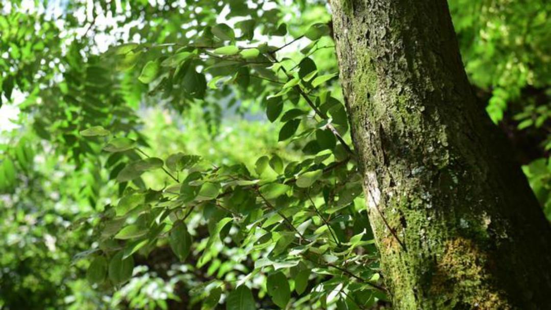 红叶|王维很唯美的一首小诗,通篇写出了新意,每一句都美得令人心醉