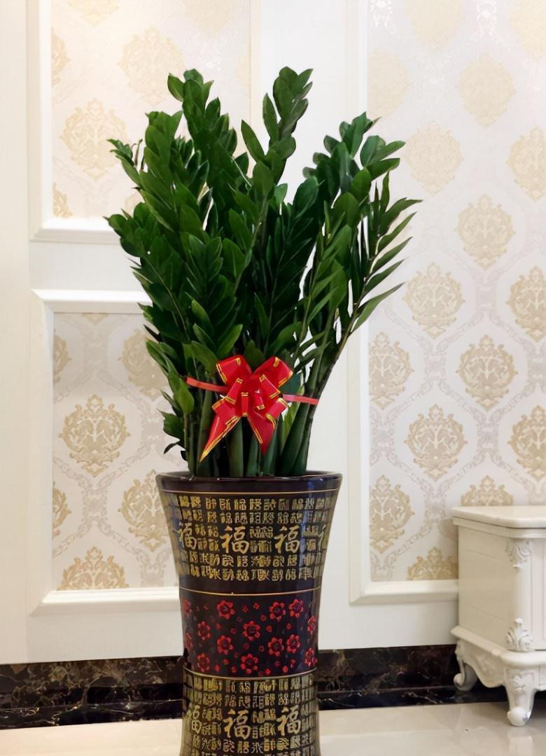 玉树|客厅见树,家业稳固,适合客厅养的8种树,大气美观,增添幸福感