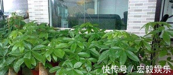 6种“吉利花”养在客厅里,一帆风顺,运气好,日子越过越顺当