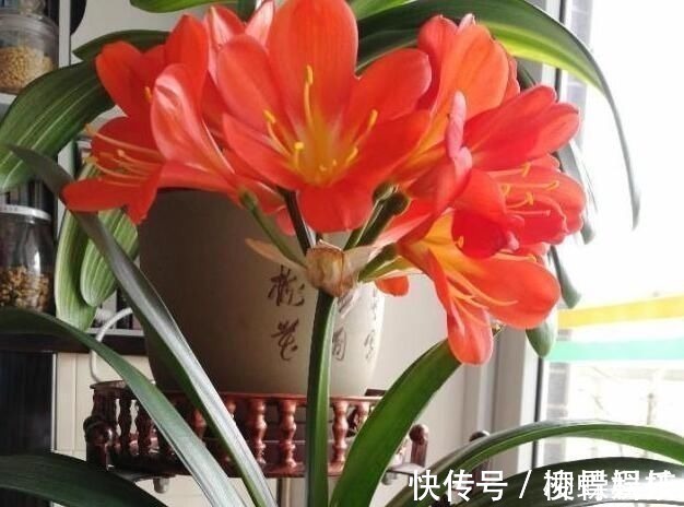 君子兰是多晒好,还是少晒好很多人弄反了,难怪黄叶不开花