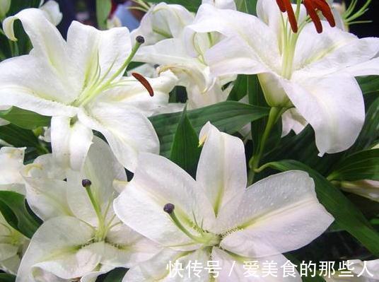 农历9月20日霜降后，养什么花？以下3种花，岁岁平安顺心如意