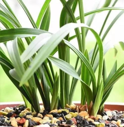 春天养兰花，给它用上2种肥，兰株长得旺，冒出更多新芽