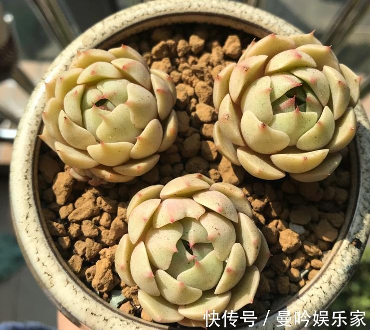 浇水|家里的多肉植物越养越瘦这样浇水,储藏水分,叶片肥厚多汁