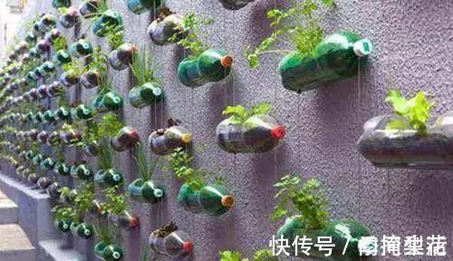 花盆|除了花盆之外,这些东西也是绝佳的养花神器,你用过吗?