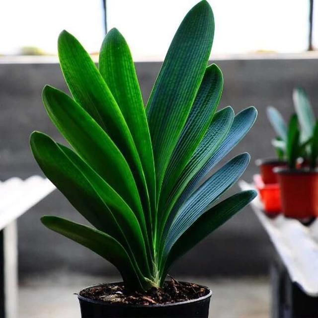 君子兰“烂根”巧处理,学会1招,2个月根系长满盆,比以前还壮!