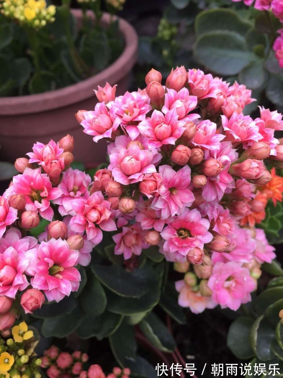 花苞|长寿花能否“早开花”注意3个“小细节”,30天长粗枝、花爆盆