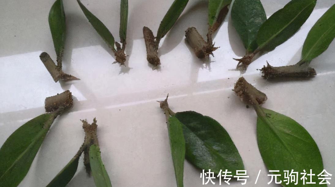 虎皮兰|谁说养花难?4种“泼辣花”,扔在土里就生根,繁殖一片小崽子