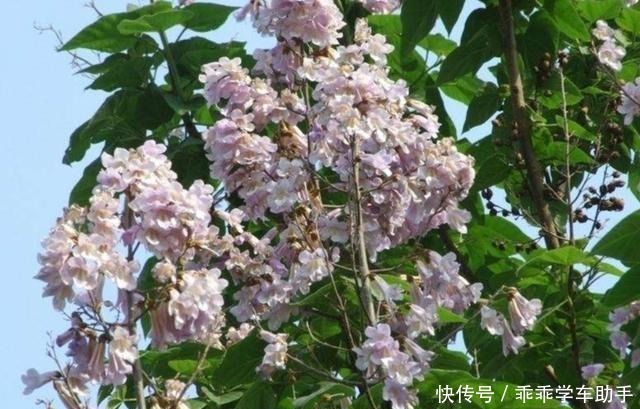 农村的庭院里,常栽5种树,既漂亮又美观!