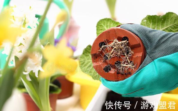 特爱“吃土”的8种花,该换盆时就换盆,别偷懒