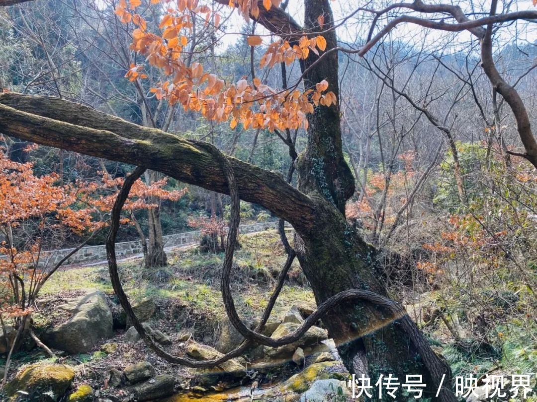 桃花寨景区|免票！持续一个月！秋叶落满山，遇见最美的桃花寨