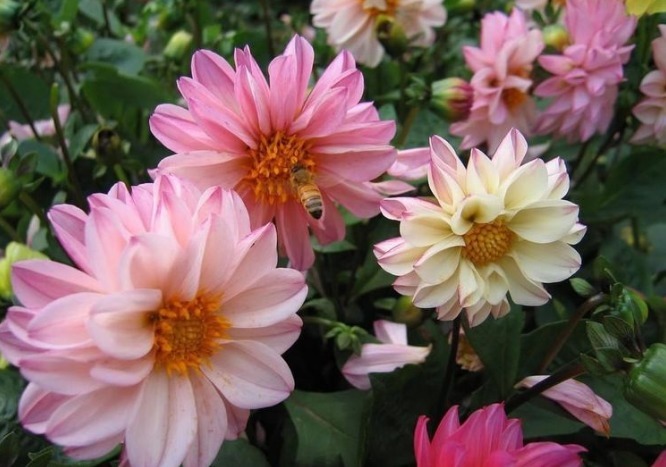 喜欢菊花,不如养盆“稀世名菊”,似燕舞莺歌,色泽艳丽,美爆了