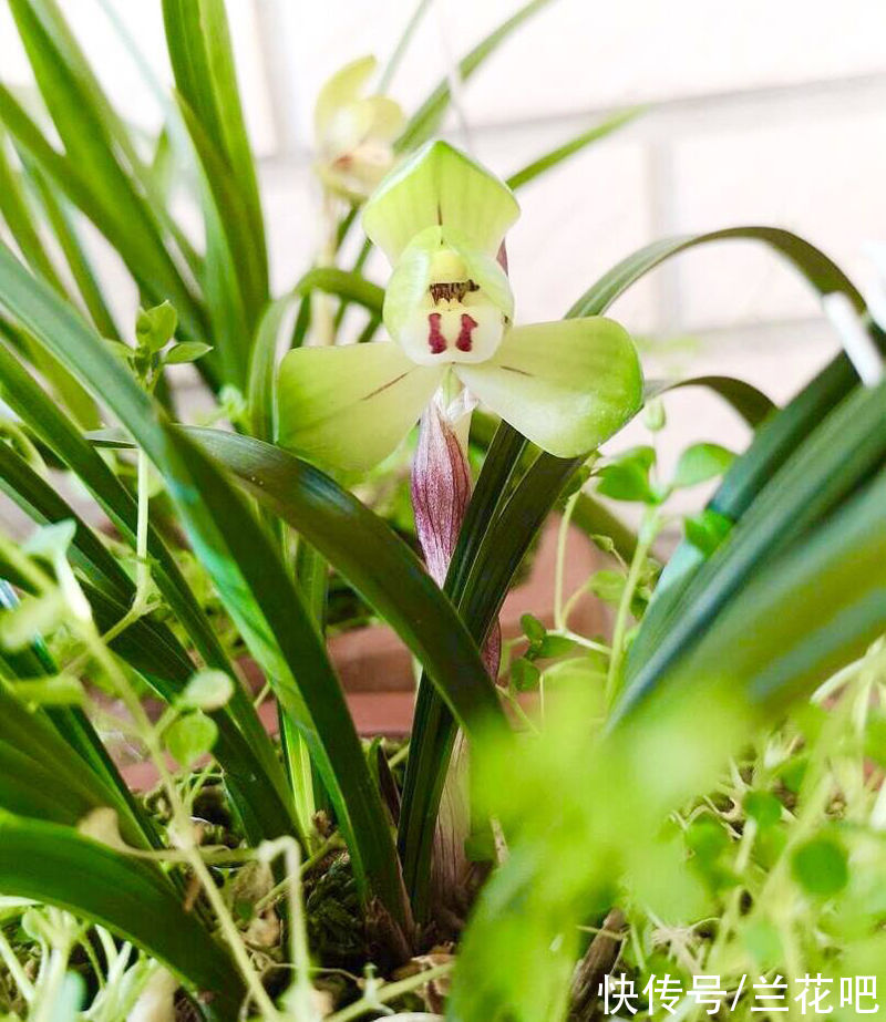 花宝|兰花长期不开花，自查这2点并做好，很容易养开花