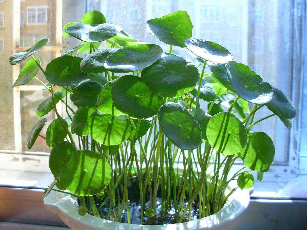 铜钱草叶子枯黄，没精神，是不是快要枯萎了