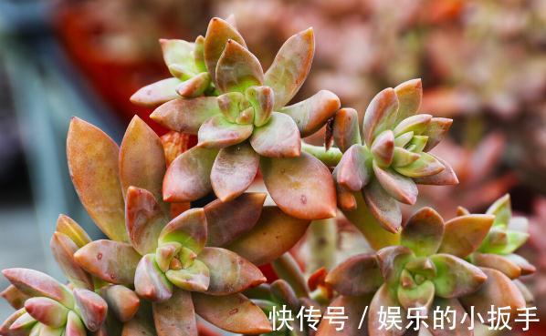 多肉过冬有“5怕”,避开了,零下五度冻不死,还能越冻越美丽