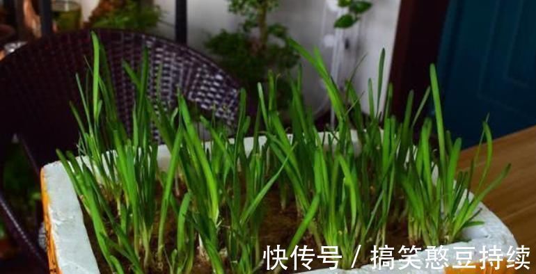 泡沫箱有毒不能种花、种菜？瞎说！它不仅能种花，而且有其他妙用