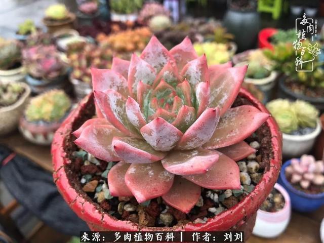 爱多肉,爱生活,我们是一群快乐的养肉人!