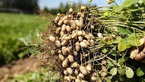 吃醋|花生和它一起吃被称为天然“青霉素”，每天一勺，血管干干净净