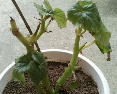 3种漂亮花，再“喜欢”也别贸然买，太难养，一般人根本养不活