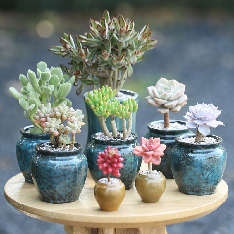 多肉疯长不是好事，又撸又砍，方能保它“平安”