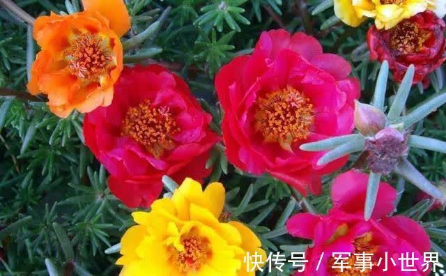 牡丹|太阳花里的“翘楚”,开花如牡丹,生长快速,开花还多