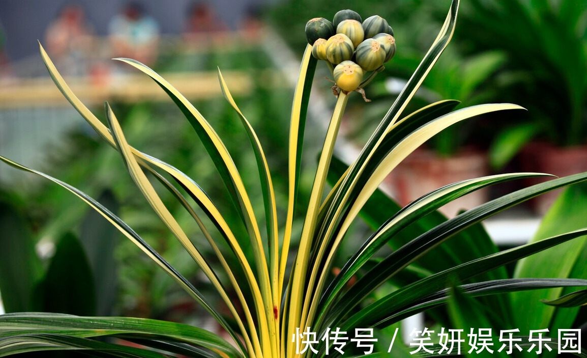 “春不出，夏不晒，秋不干，冬不湿”，君子兰的四季莳养