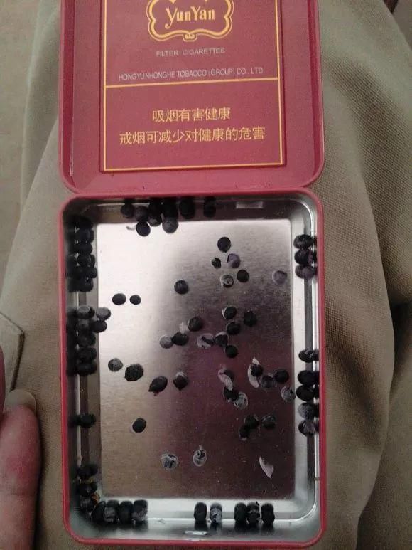 试试看|花盆里插1根筷子,解决了养花人的大难题,快试试看!