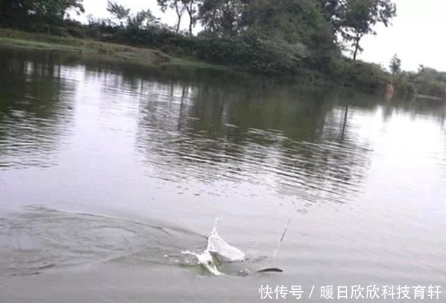 药酒|民间流传的独特钓法:一颗麦子钓一条大鱼